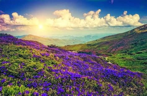 Kurinji Flower Season In Munnar | Best Flower Site