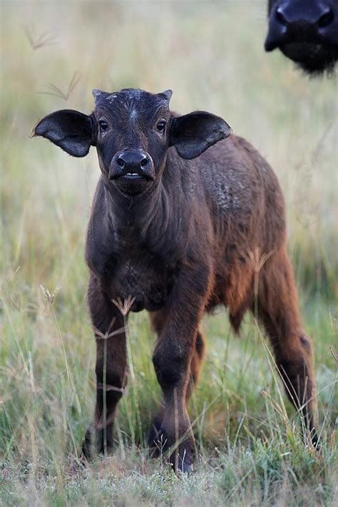 Young one! A little African Buffalo calf stands near its mother http ...