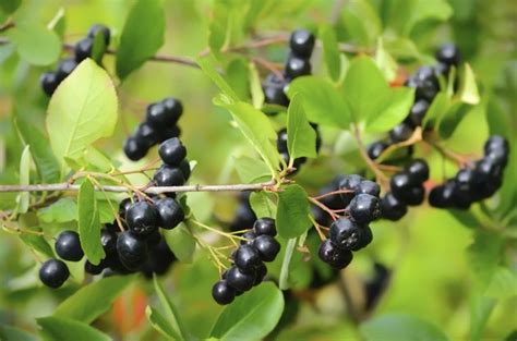 Michigan Wild Berry Plant Identification | Hunker