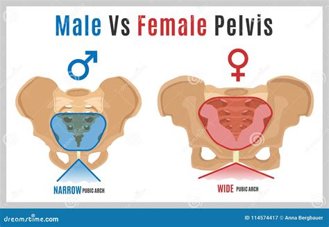 11 Main Differences Between Men And Women