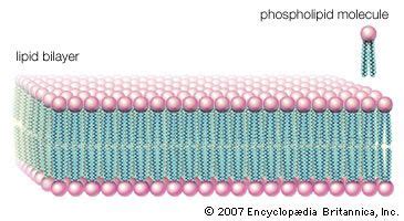 lipid bilayer; cell membrane - Students | Britannica Kids | Homework Help