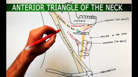 Floor Of Muscular Triangle | Viewfloor.co