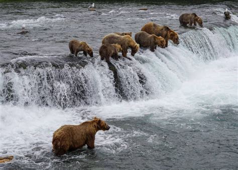 Unleashing Adventure in Homer, Alaska: Your Ultimate Guide to Exploring ...