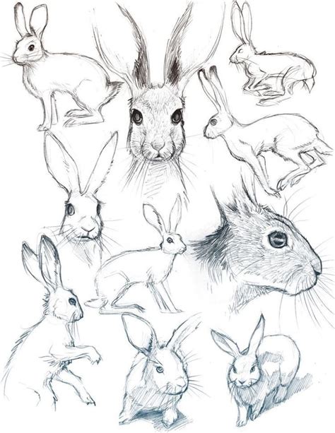 40 Free & Easy Animal Sketch Drawing Ideas & Inspiration - | Bunny ...