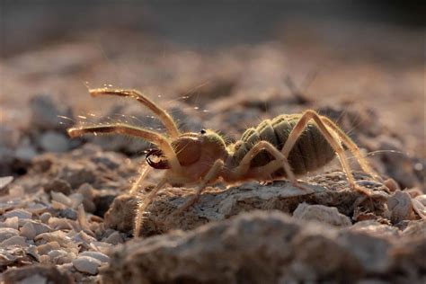 Camel Spider Pictures - AZ Animals