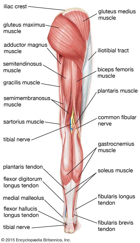 Leg Muscle Anatomical Structure, Labeled Front, Side And Back View ...