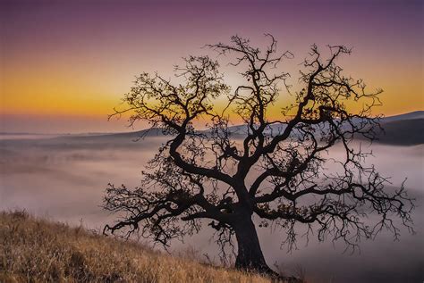 Tree Silhouette Before Sunrise Photograph by Marc Crumpler - Fine Art ...