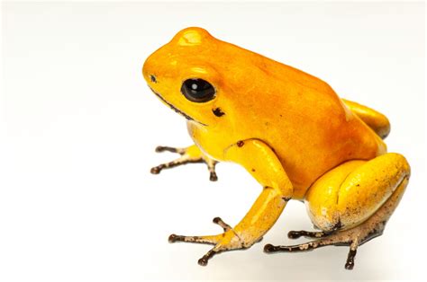 Endangered Golden Poison Frog (Phyllobates terribilis) - Joel Sartore