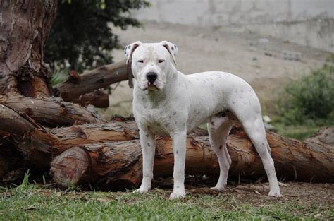 Dogo Argentino Information - Dog Breeds at thepetowners