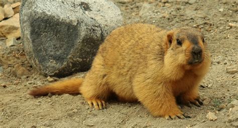 Himalayan marmot - Alchetron, The Free Social Encyclopedia