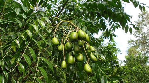 Amra Fruit Tree | Fruit Trees