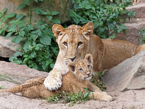 Do All Animal Babies Look Like Their Parents - Walston Coulut