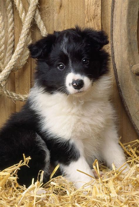 Border Collie Puppy Dog Photograph by John Daniels | Cute animals, Dog ...