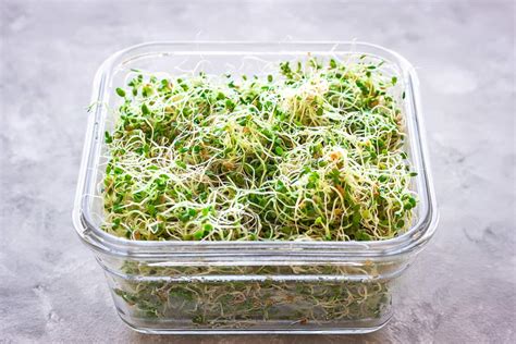 How to Grow Alfalfa Sprouts at Home - Vancouver with Love