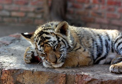 Let Sleeping Tigers Lie... | Sleeping tiger, Sleeping animals, Baby ...