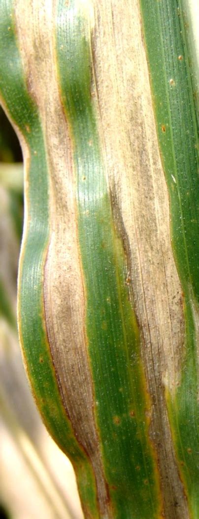 Northern Corn Leaf Blight - UT Crops Pest Guides