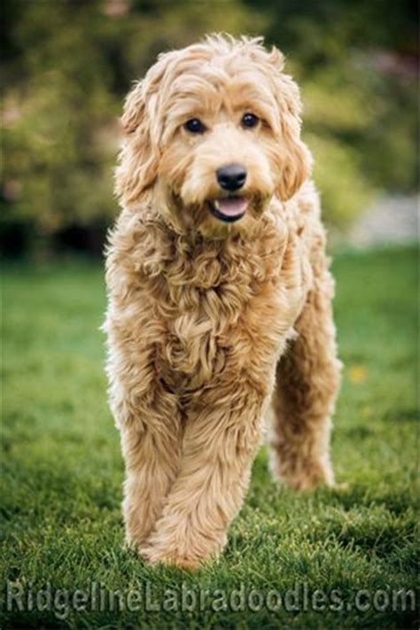 Australian Labradoodles in red, apricot, cream, and chocolate ...