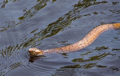 Do Poisonous Snakes Swim On Top Of Water Or Under | City Pest Control Pros