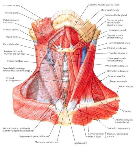 Neck Anatomy I (Netter's) - REBEL EM - Emergency Medicine Blog