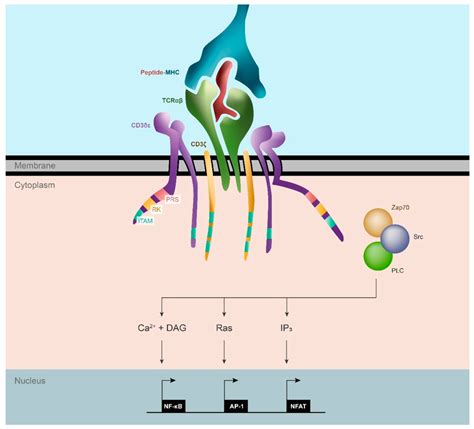 TCR structure and T cell activation pathway. The TCRαβ recognizes the ...