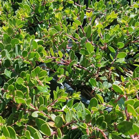 Arctostaphylos 'Emerald Carpet' - Evergreen Nursery