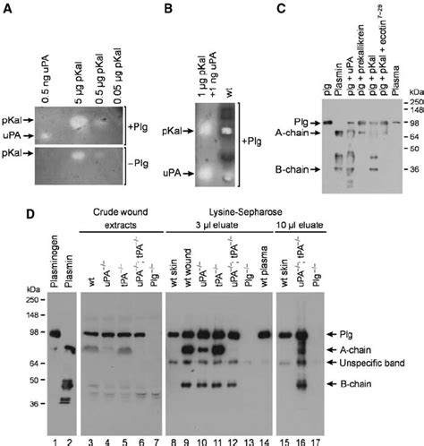 Detection of fibrinolytic activities and Plg/plasmin in wound extracts ...