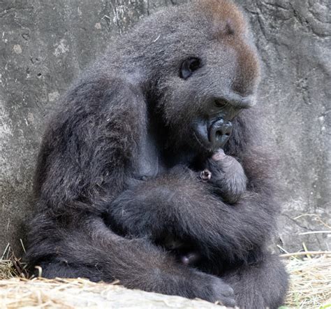 Audubon Zoo Mourns the Loss of Gorilla Infant