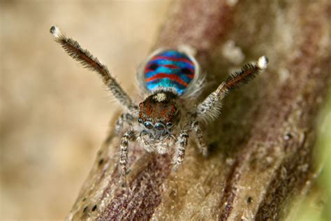 Peacock Spider Facts