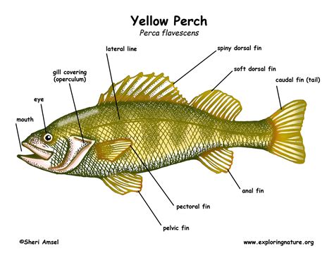 Perch Anatomy