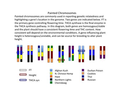 An Introduction to Cannabis Genetics, Part II - Cannabis Industry Journal