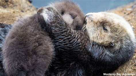 Wild sea otter gives birth to adorable pup at Monterey Bay Aquarium ...