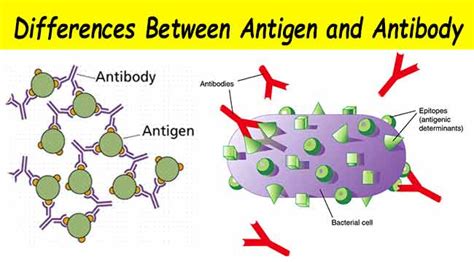 Differences Between Antigen and Antibody