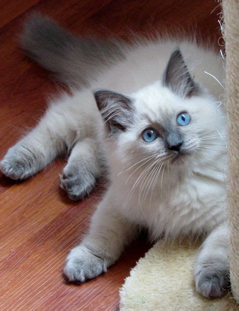 Stunning Blue Flame Point Ragdoll: The Ultimate Feline Companion ...