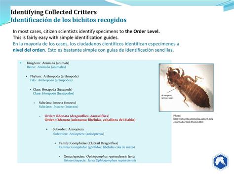 Stream BIO-Monitoring Seguimiento BIOLÓGICO de los cursos de agua - ppt ...