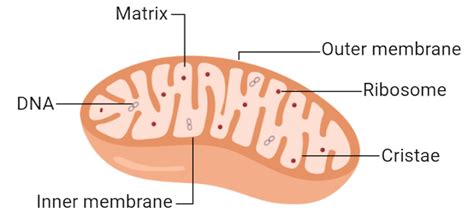 The structure and function of mitochondria are elaborated below.What is ...