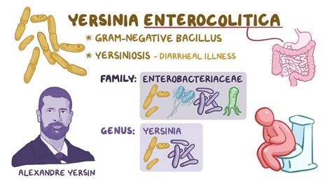 Yersinia enterocolitica: Video, Anatomy & Definition | Osmosis