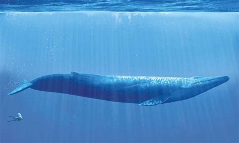 How Big is a Blue Whale Compared to a Human?