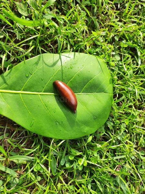 Madhuca Longifolia Fruit Seed. Stock Image - Image of mahwa, organic ...