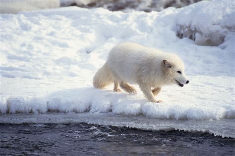 Plants in the Arctic Ocean | Sciencing