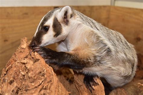 American Badger | The Maryland Zoo