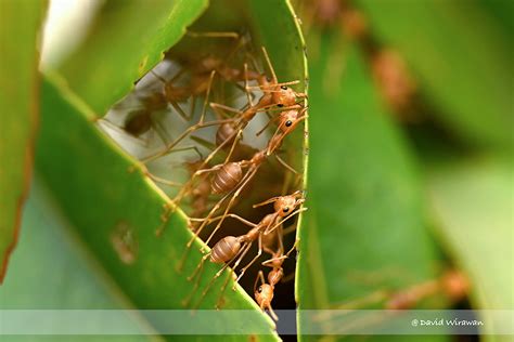 Weaver Ant Nest - Singapore Geographic