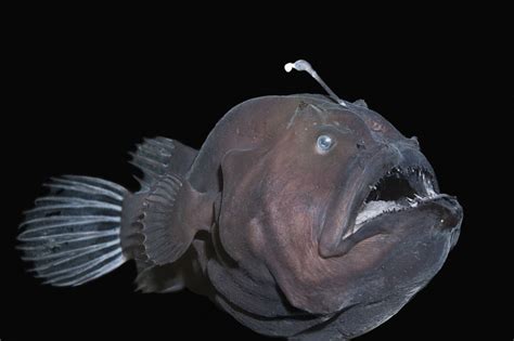 16 Ocean Creatures That Live in Total Darkness