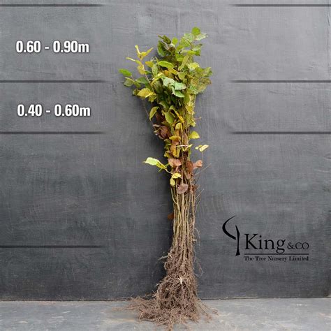 Bare Root Hornbeam for Sale: A Hardy Tree with Seasonal Appeal - King ...