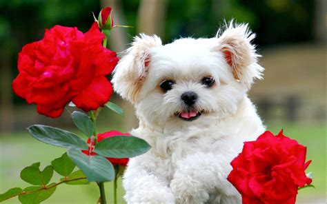 Cute Little Puppies Wallpapers - Top Free Cute Little Puppies ...