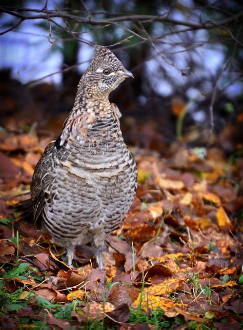 Bird Ruffed Grouse Feathers - Free photo on Pixabay - Pixabay