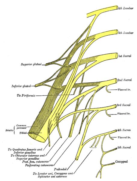 Pelvic Floor Anatomy - Physiopedia