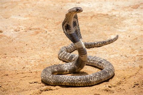 Indian Man Finds Cobra Stuck in his Motorcycle's Side Panel | Al Bawaba