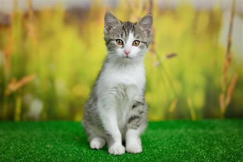 Silver tabby cat sitting on green background 2098203 Stock Photo at ...