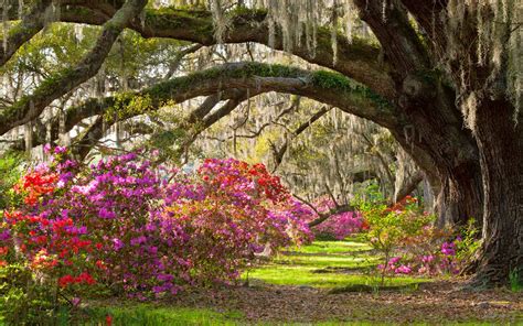 Zimmerman Tree Service: Summer Tree And Plant Care In Florida