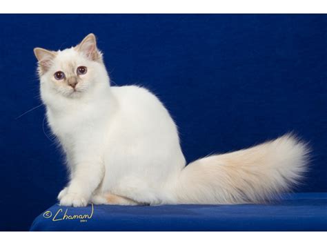 35+ Blue Birman Cat Colors - Furry Kittens